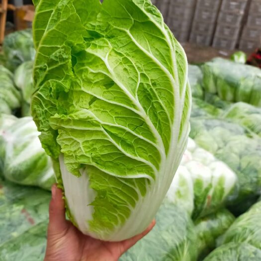黄心大白菜 白菜，聊城产地，黄心白菜大量供货，保质保量，代收
