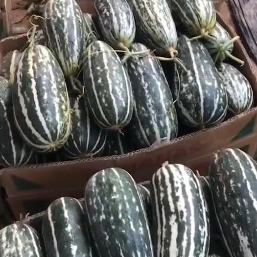 青县羊角蜜甜瓜  博洋系列甜瓜等大量上市