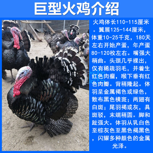 井陉县巨型火鸡苗，单只重0.8-1斤，成年可达到16-50斤