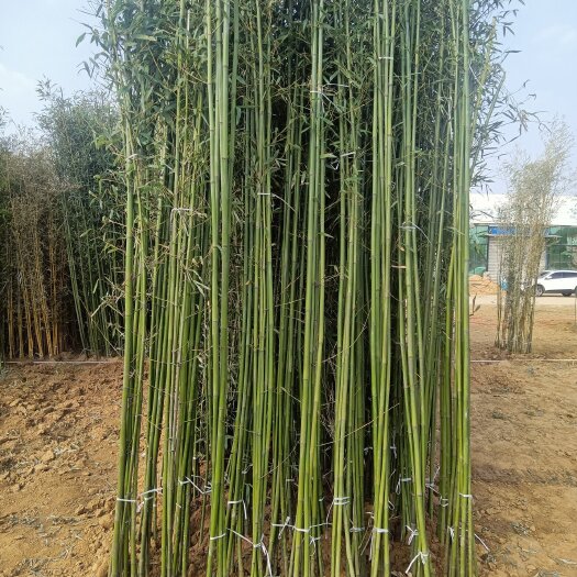 沭阳县四季青竹 竹子，竹苗