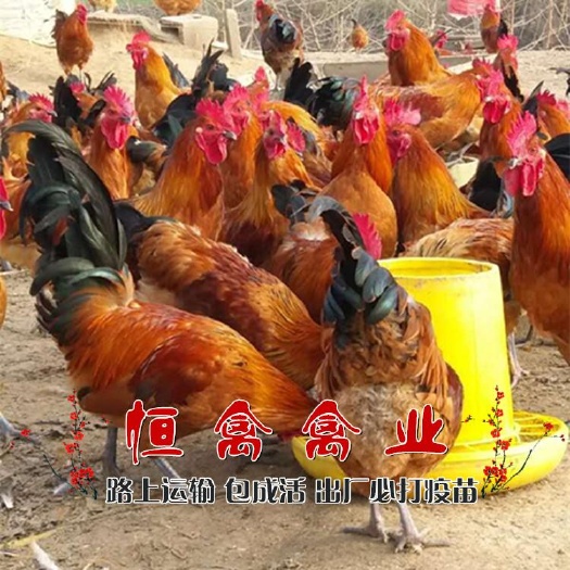 衡阳县麻鸡苗 青脚大红公鸡苗红瑶鸡苗黑瑶鸡一手货源品种正宗运输包损