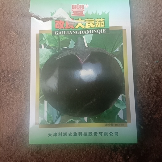 永宁县茄子苗