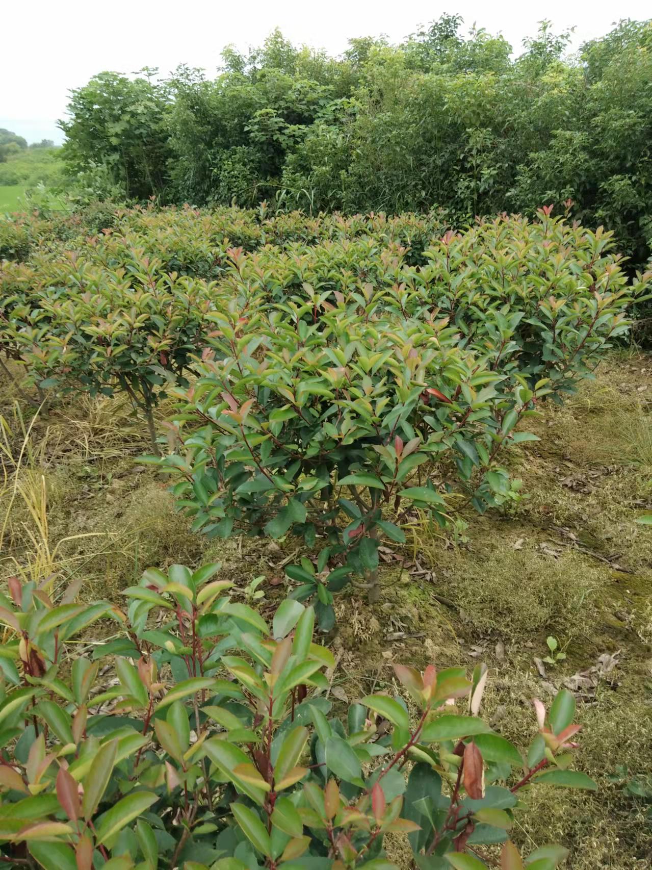 高杆红叶石楠 红叶石楠树苗小苗石楠树石楠球篱笆墙树苗四季常绿