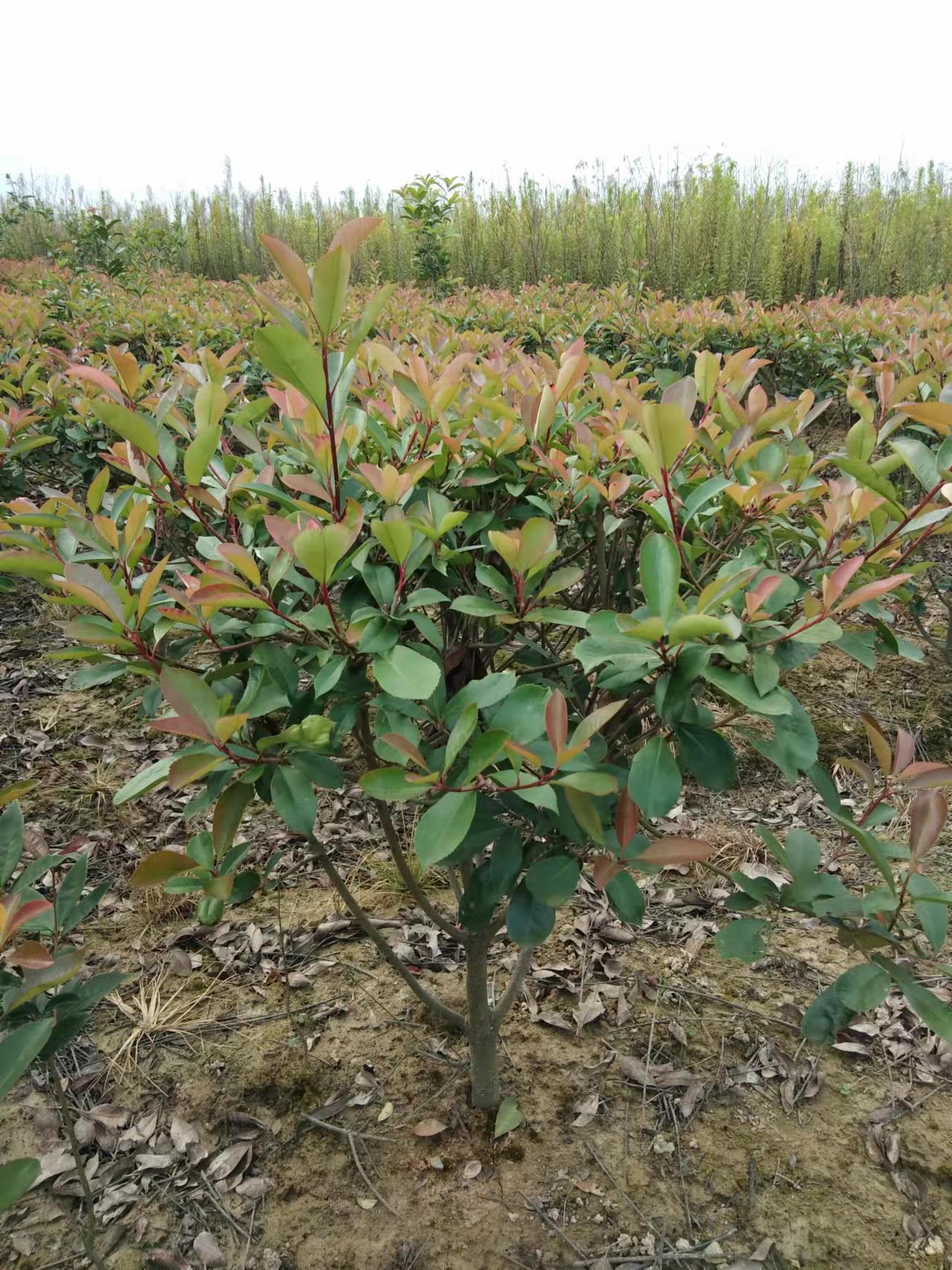 高杆红叶石楠 红叶石楠树苗小苗石楠树石楠球篱笆墙树苗四季常绿