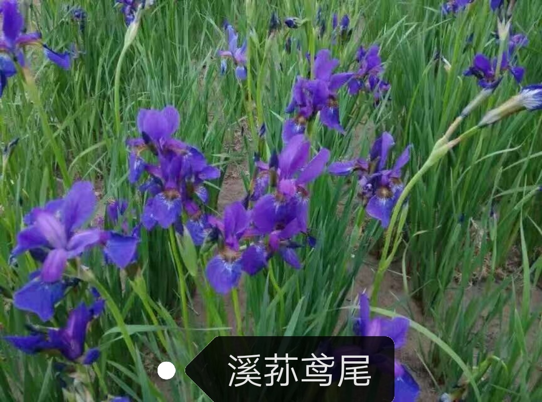 溪荪鸢尾，耐寒，耐旱耐涝