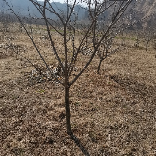西安白石榴树苗 石榴苗
