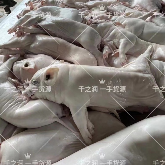 猪白条 小耳朵乳猪，脆皮乳猪，