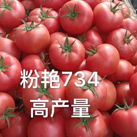 硬粉番茄苗 耀粉734大果硬粉抗病毒西红柿苗，好品种高质量产量高大量供应