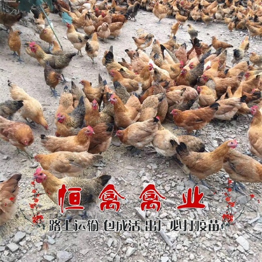 衡阳县小鸡苗青脚土鸡苗黄麻羽土鸡苗脱温鸡苗山地放养小脚土鸡苗绿壳
