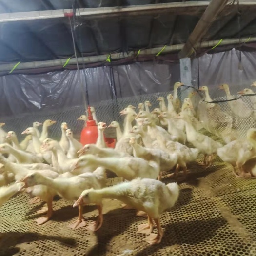 齐河县白鹅 常年出售脱温鹅