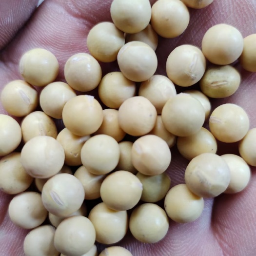 重庆市黄大豆 东北大颗粒黄豆