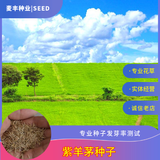南京紫羊茅草种 冷季型草坪种子庭院草坪道路护坡固堤保土量大优惠