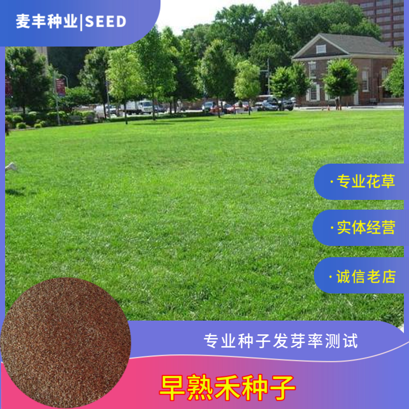 南京早熟禾种子 四季常青草坪庭院球场 护坡绿化草种 量大优惠