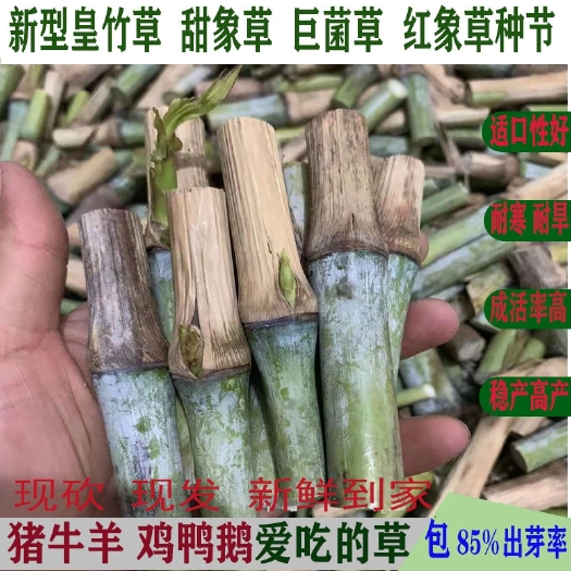 贞丰县巨菌草 甜象草种无绒毛高产多年生长牛羊猪鱼大量出售种节
