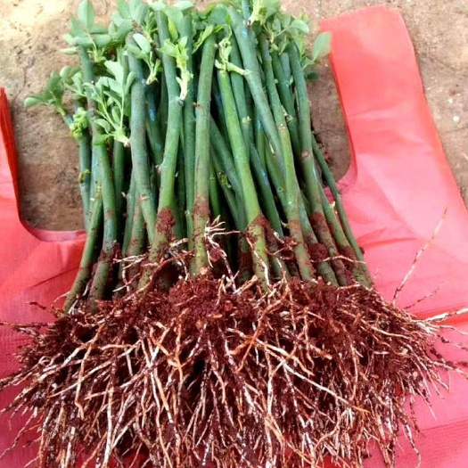新沂市 蔷薇苗