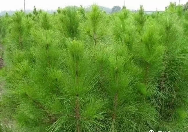 利川市 大量出售松针