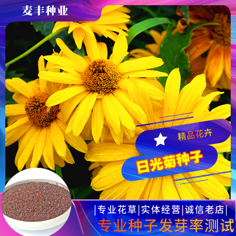 南京日光菊种子 赛菊芋种子四季易种庭院阳台种子景观花海