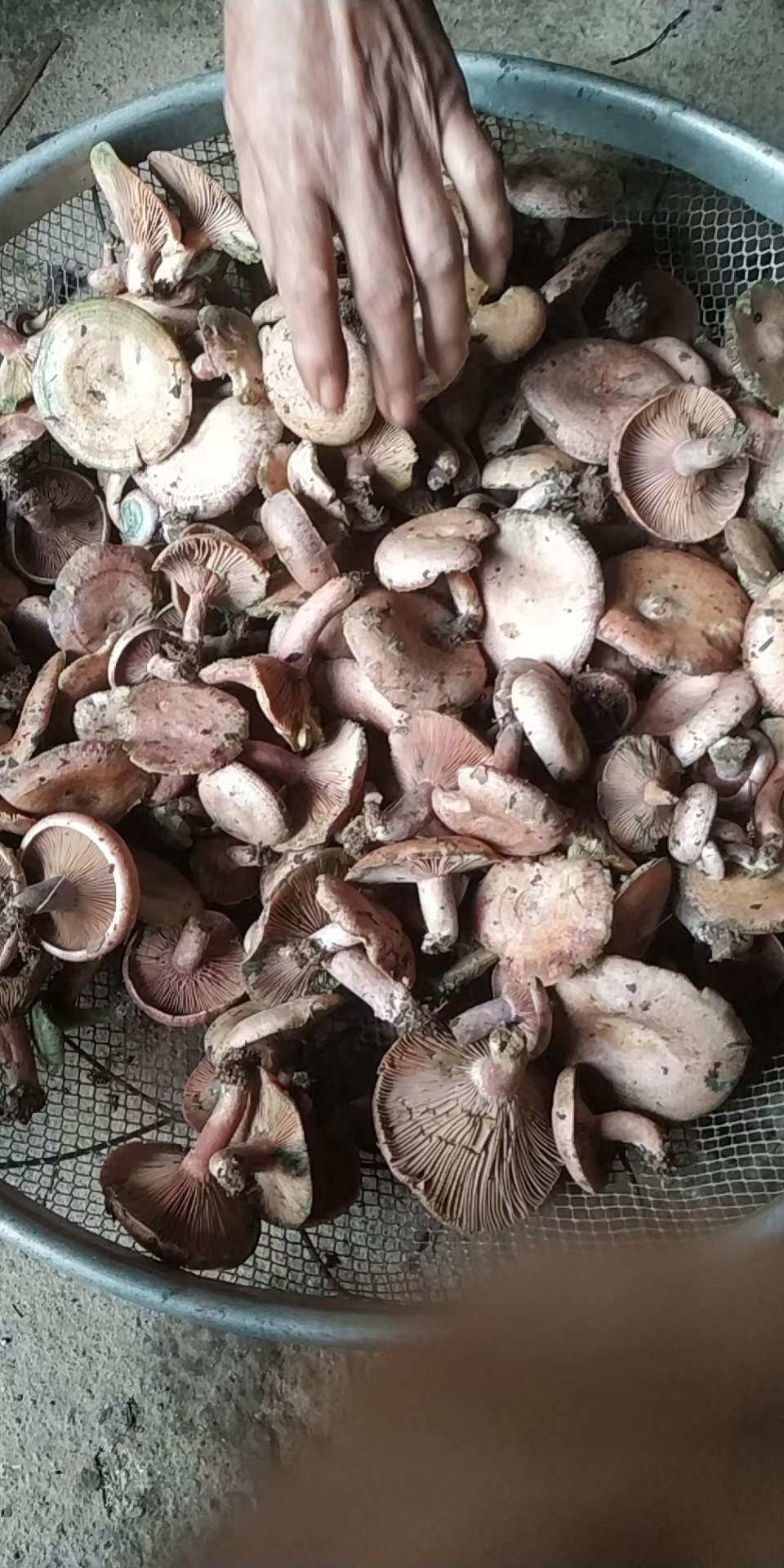 松乳菇 樅樹菌，寒菌  烏菌季節(jié)果蔬大自然綠色食材新鮮供應(yīng)