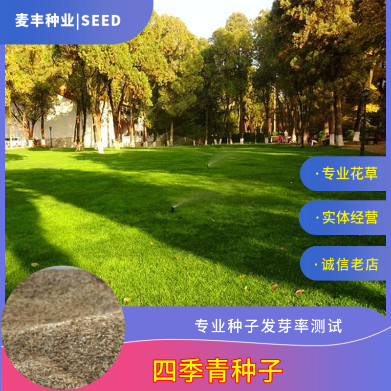 南京四季青草种子 耐寒耐旱耐践踏 高尔夫球场公园操场草坪种子