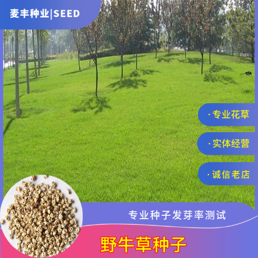 南京野 牛草草种 草坪种子固坡护土耐旱耐寒种子低价直发量大优惠