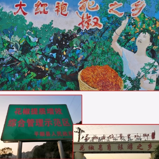 平顺县 平顺县大红袍花椒