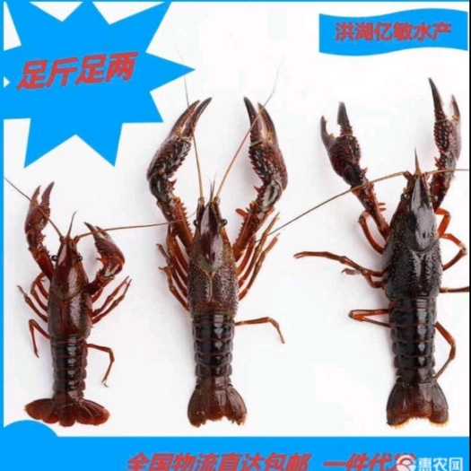洪湖市湖北洪湖小龙虾 红虾 规格齐全 肉质饱满