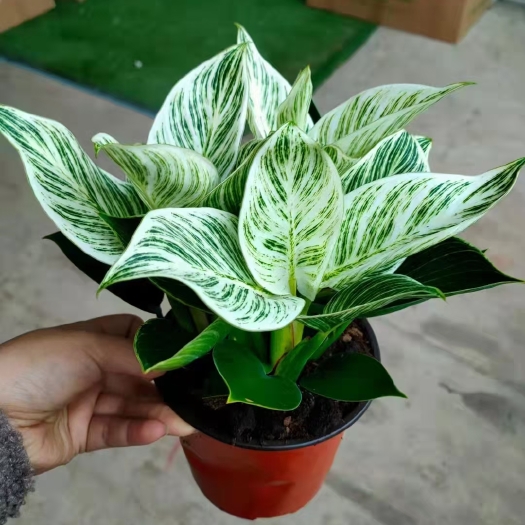 佛山金钻盆栽 精品铂金钻
