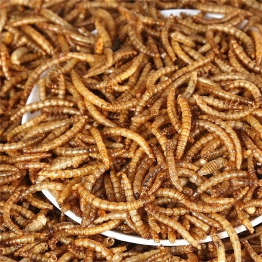 菏泽黄粉虫干虫烘干面包虫批发零售