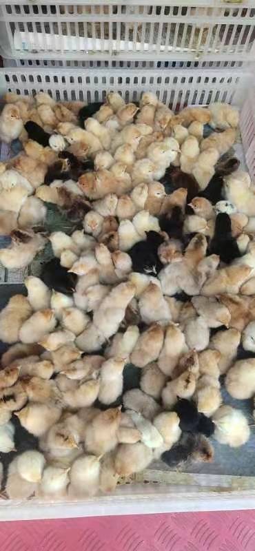 枣阳市 江汉土鸡苗