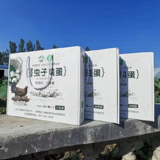 曹县30枚芦丁香鸡种蛋，送芦丁香鸡选育技术
