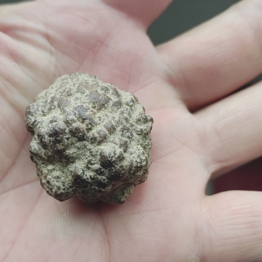 城口可可豆 陨石！