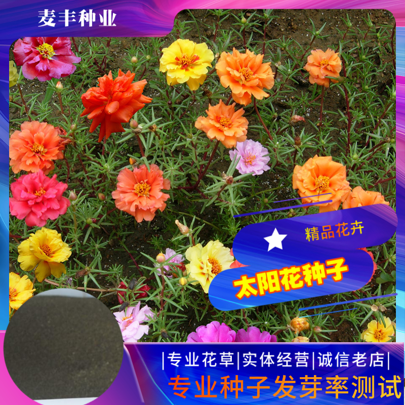 南京太阳花种子 大花马齿苋种子松叶牡丹种子半支莲种子四季易种庭