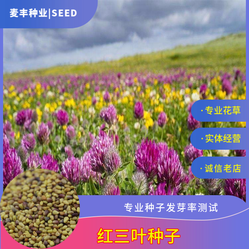 南京红车轴草种子 红三叶种子 车轴草种子三叶草种子耐践踏草坪种子