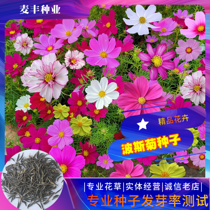 南京波斯菊种子 格桑花种子四季易种庭院阳台种子景观花海