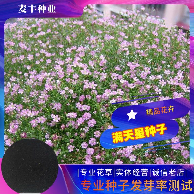 南京满天星种子  绿化用满天星花种丝石竹种子花海景观花