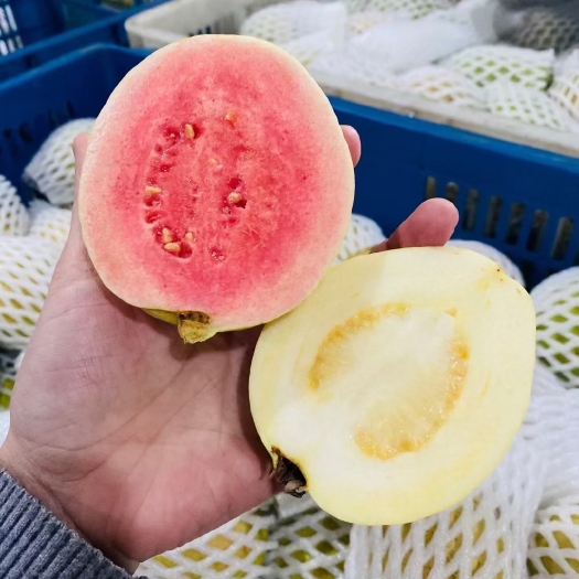 平和县番石榴 红心芭乐，白心芭乐组合装4.5斤