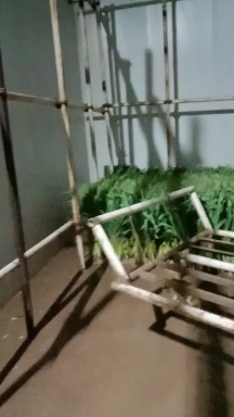 大荔县红根蒜苗 蒜苗