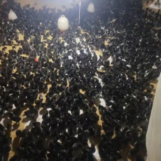 石柱绿壳鸡蛋