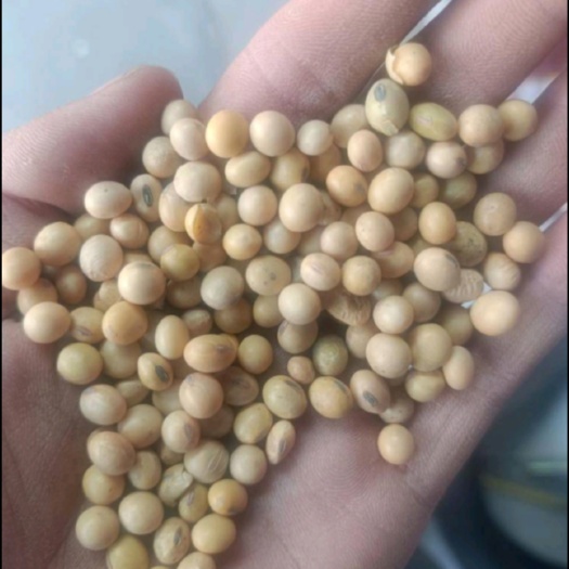 上海一手大豆渠道