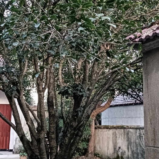 广德市丹桂 古树桂花