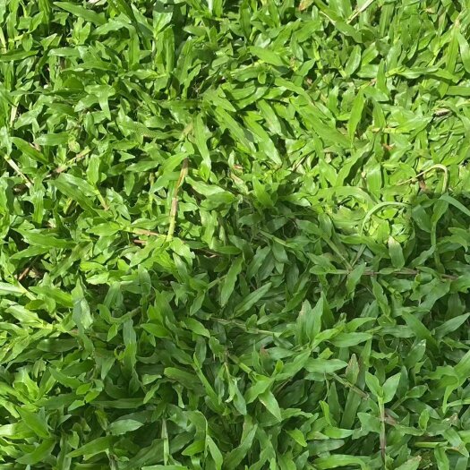 四会市 大叶油草