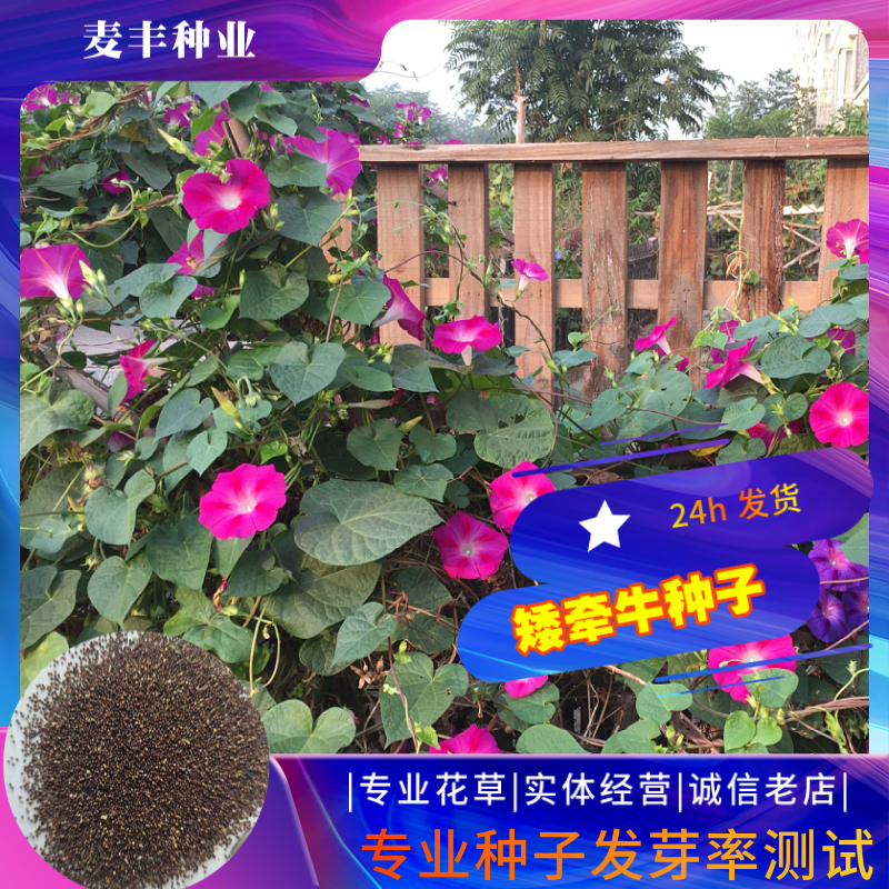 南京矮牵牛花种子 碧冬茄种子喇叭花种子庭院阳台景观花 量大优惠