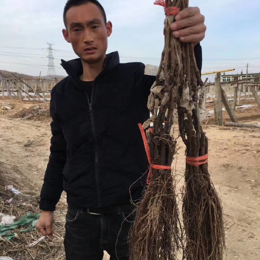 中牟县 阳光玫瑰葡萄苗出售