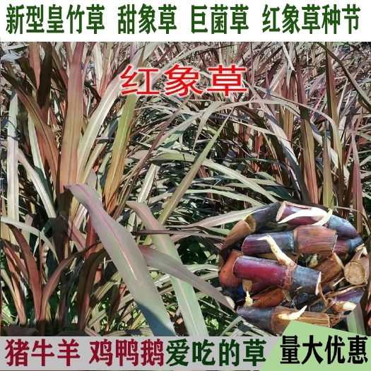 贞丰县巨菌草种节局菌草种节现砍现发包邮高产多年生提供资料