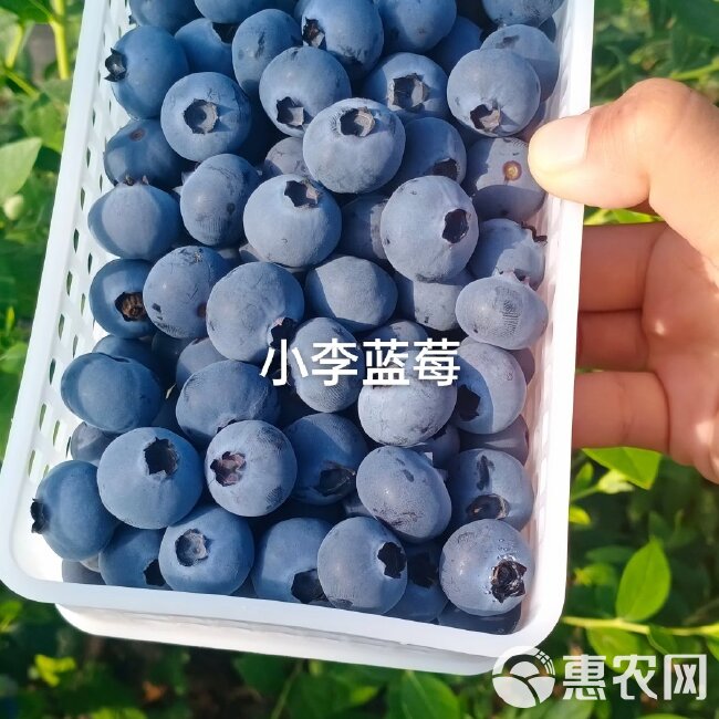 蓝莓鲜果