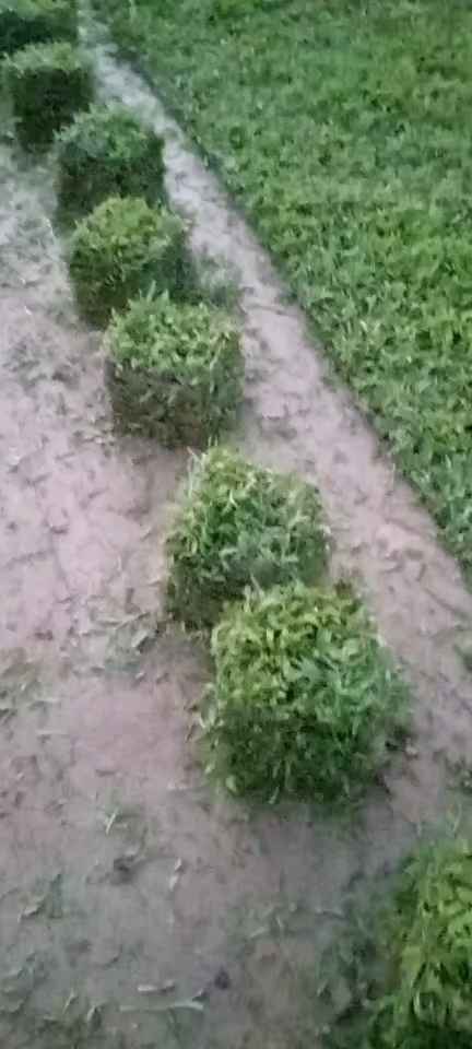 恩平市 大叶油草草皮