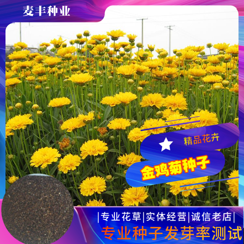 南京金鸡菊种子 花海种子四季易种庭院阳台种子景观花海 量大优惠