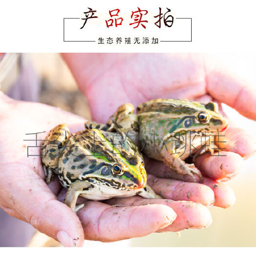 天津 青蛙腿后腿青蛙大腿，青蛙