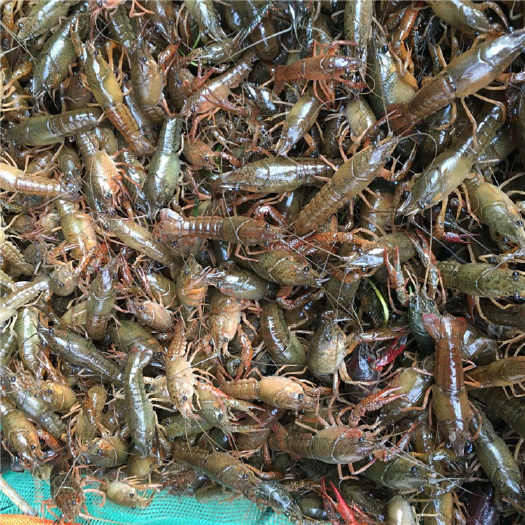江陵县龙虾苗基地直批