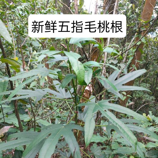 昭平县 五指毛桃小叶广西鲜货批发